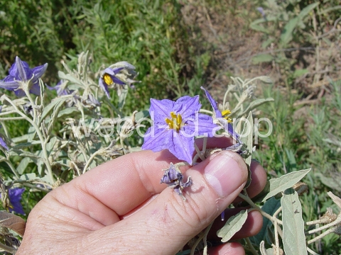 nightshade, silverleaf